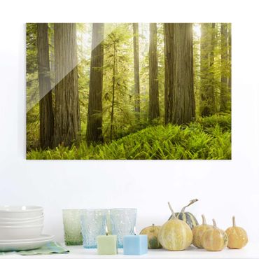 Glasbild - Redwood State Park Waldblick - Quer 3:2