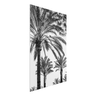 Forex Fine Art Print - Palmen im Sonnenuntergang Schwarz-Weiß - Hochformat 3:2