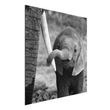 Alu-Dibond Bild - Elefantenbaby