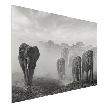 Alu-Dibond Bild - Elefantenherde