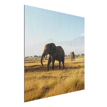 Alu-Dibond Bild - Elefanten vor dem Kilimanjaro in Kenya