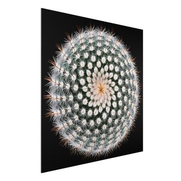 Alu-Dibond Bild - Kaktusblüte