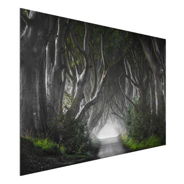 Alu-Dibond Bild - Wald in Nordirland