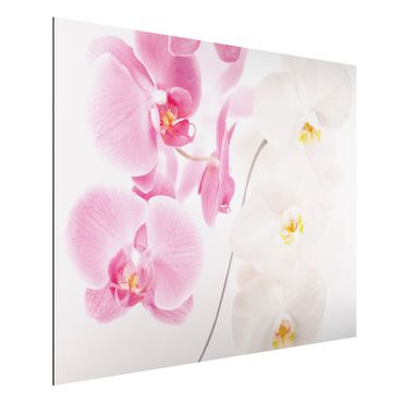 Alu-Dibond Bild - Delicate Orchids