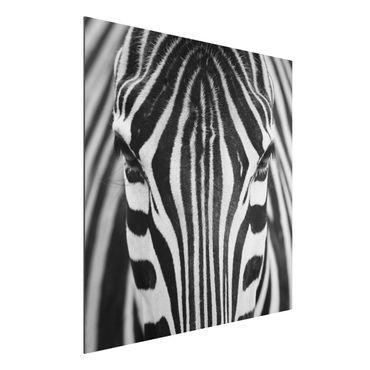 Alu-Dibond Bild - Zebra Look