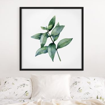Bild mit Rahmen - Aquarell Eucalyptus III - Quadrat