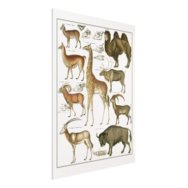 Forex Fine Art Print - Vintage Lehrtafel Giraffe, Kamel und Lama - Hochformat 4:3