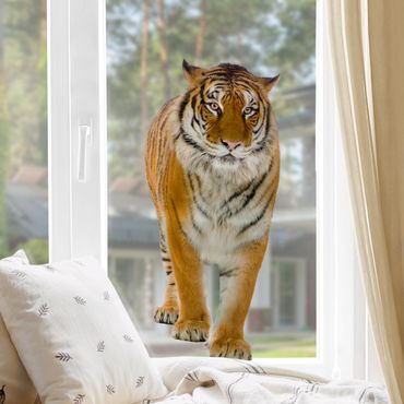 Fensterfolie - Fenstersticker No.127 Bengalischer Tiger - Fensterbilder