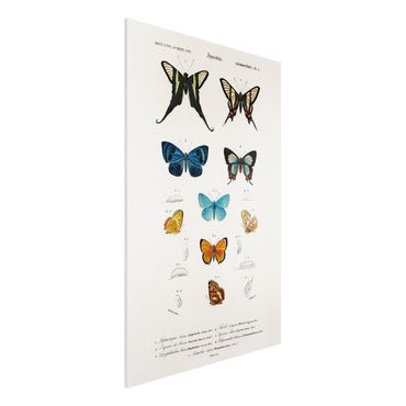 Forex Fine Art Print - Vintage Lehrtafel Schmetterlinge I - Hochformat 3:2