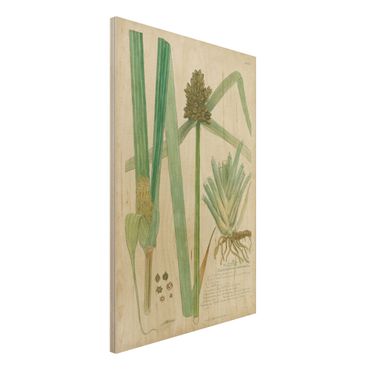 Holzbild - Vintage Botanik Zeichnung Gräser III - Hochformat 3:2