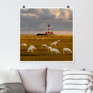 Poster - Nordsee Leuchtturm mit Schafsherde - Quadrat 1:1