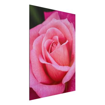 Aluminium Print gebürstet - Pinke Rosenblüte vor Grün - Hochformat 4:3