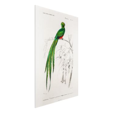 Forex Fine Art Print - Vintage Lehrtafel Tropischer Vogel I - Hochformat 3:2