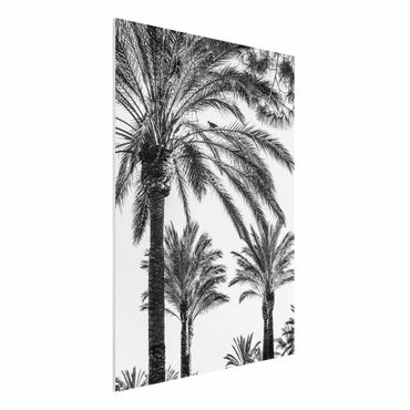 Forex Fine Art Print - Palmen im Sonnenuntergang Schwarz-Weiß - Hochformat 4:3