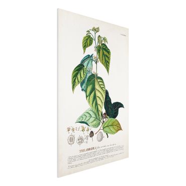 Forex Fine Art Print - Vintage Botanik Illustration Kakao - Hochformat 3:2