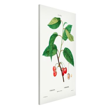 Magnettafel - Botanik Vintage Illustration Rote Kirschen - Memoboard Hochformat 4:3