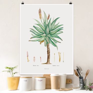 Poster - Botanik Vintage Illustration Aloe - Hochformat 4:3