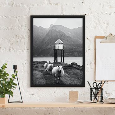Bild mit Rahmen - Drei Schafe auf den Lofoten - Hochformat
