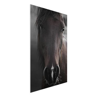 Forex Fine Art Print - Dunkles Pferd - Hochformat 2:3