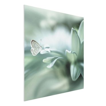 Forex Fine Art Print - Schmetterling und Tautropfen in Pastellgrün - Quadrat 1:1