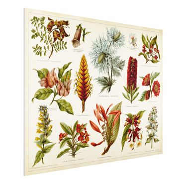 Forex Fine Art Print - Vintage Lehrtafel Tropische Botanik I - Querformat 3:4