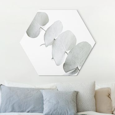 Hexagon Bild Alu-Dibond - Eukalyptuszweig im Weißen Licht
