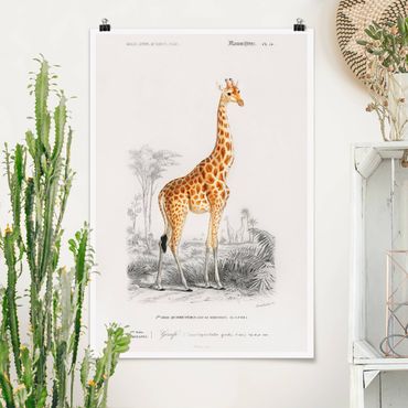 Poster - Vintage Lehrtafel Giraffe - Hochformat 3:2