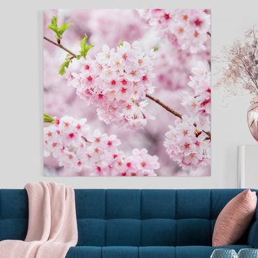 Leinwandbild - Japanische Kirschblüten - Quadrat 1:1