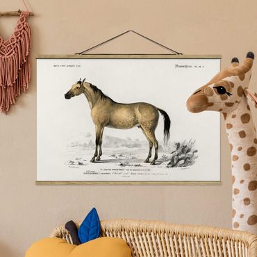 Stoffbild mit Posterleisten - Vintage Lehrtafel Pferd - Querformat 3:2