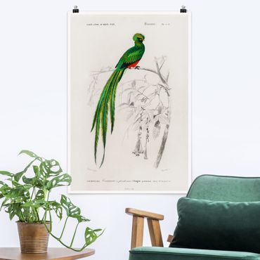 Poster - Vintage Lehrtafel Tropischer Vogel I - Hochformat 3:2