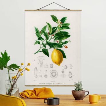 Stoffbild mit Posterleisten - Botanik Vintage Illustration Zitrone - Hochformat 3:4