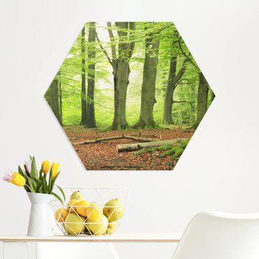 Hexagon Bild Forex - Mighty Beech Trees