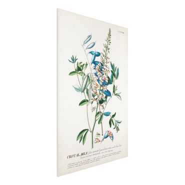 Forex Fine Art Print - Vintage Botanik Illustration Hülsenfrüchte - Hochformat 3:2
