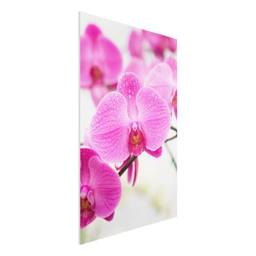 Forexbild - Nahaufnahme Orchidee