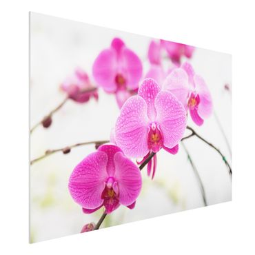 Forexbild - Nahaufnahme Orchidee