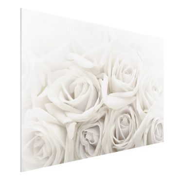 Forexbild - Weiße Rosen
