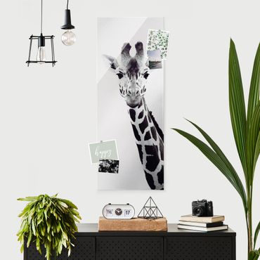 Glasbild - Giraffen Portrait in Schwarz-weiß - Hochformat
