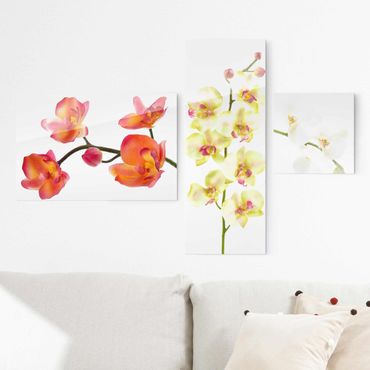 Glasbild mehrteilig - Orchideen Collage 3-teilig