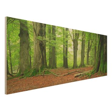 Holz Wandbild - Mighty Beech Trees - Panorama Quer