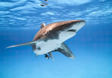 Fototapete - Great White Shark
