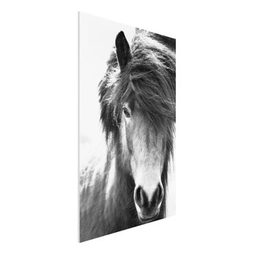 Forex Fine Art Print - Island Pferd in Schwarz-weiß - Hochformat 2:3