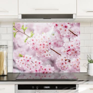 Spritzschutz Glas - Japanische Kirschblüten - Querformat 4:3