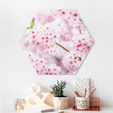Hexagon Bild Alu-Dibond - Japanische Kirschblüten
