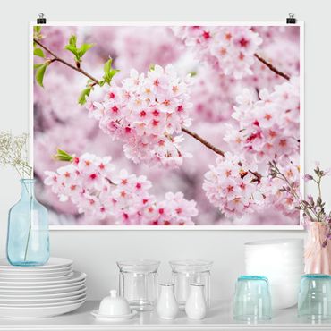 Poster - Japanische Kirschblüten - Querformat 4:3