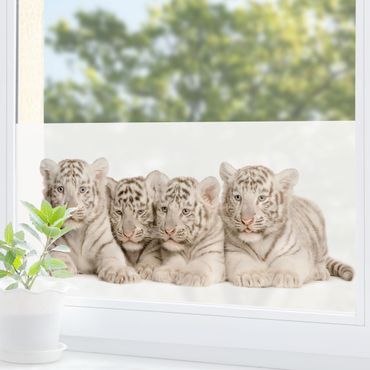 Fensterfolie - Sichtschutz Fenster Königstigerbabys - Fensterbilder