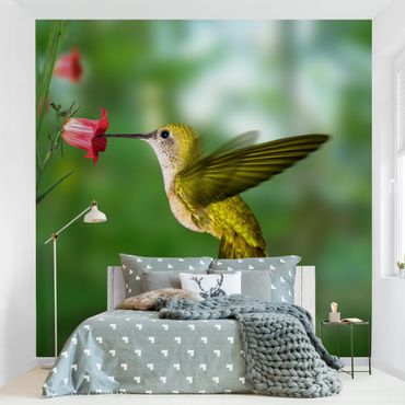 Fototapete - Kolibri und Blüte