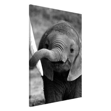 Magnettafel - Elefantenbaby - Memoboard Hoch