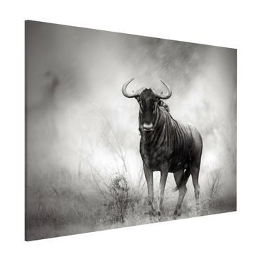 Magnettafel - Staring Wildebeest - Memoboard Quer