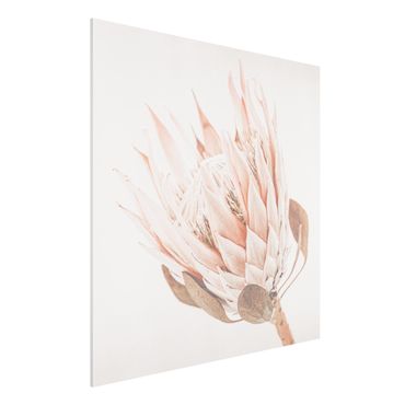 Forex Fine Art Print - Protea Königin der Blüten - Quadrat 1:1