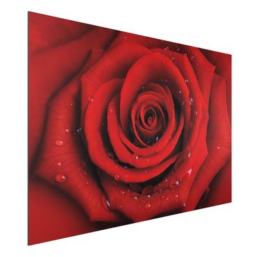 Alu-Dibond Bild - Rote Rose mit Wassertropfen